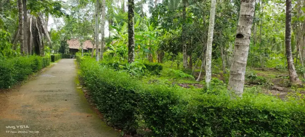 Tanah kebon dijual cepat