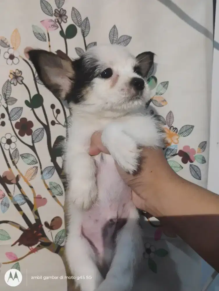 Anjing minipom mix maltipom