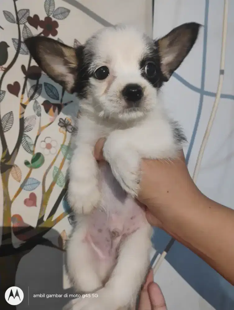 Anjing minipom mix matipom