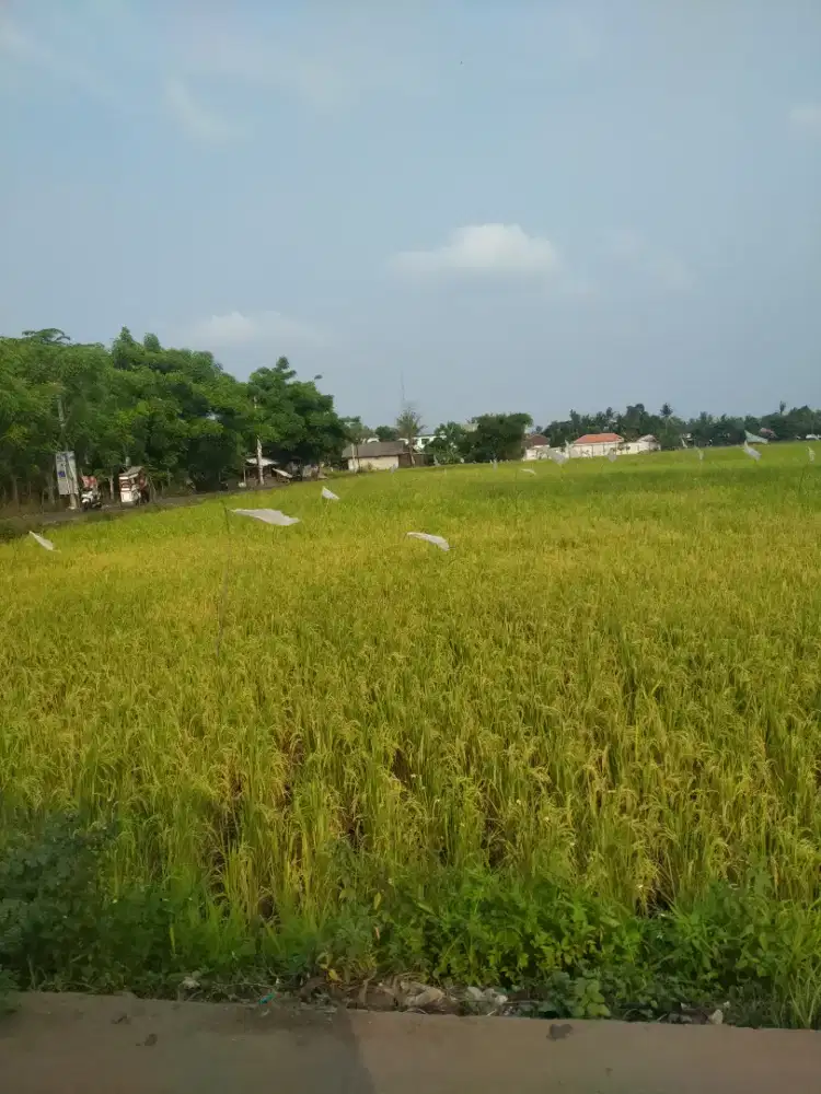 Jasa bangun rumah atau renovasi