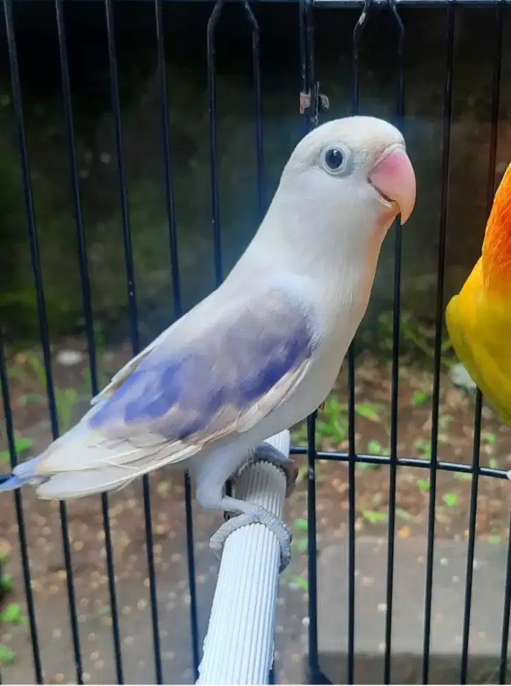Lovebird Jantan Dewasa Bagus