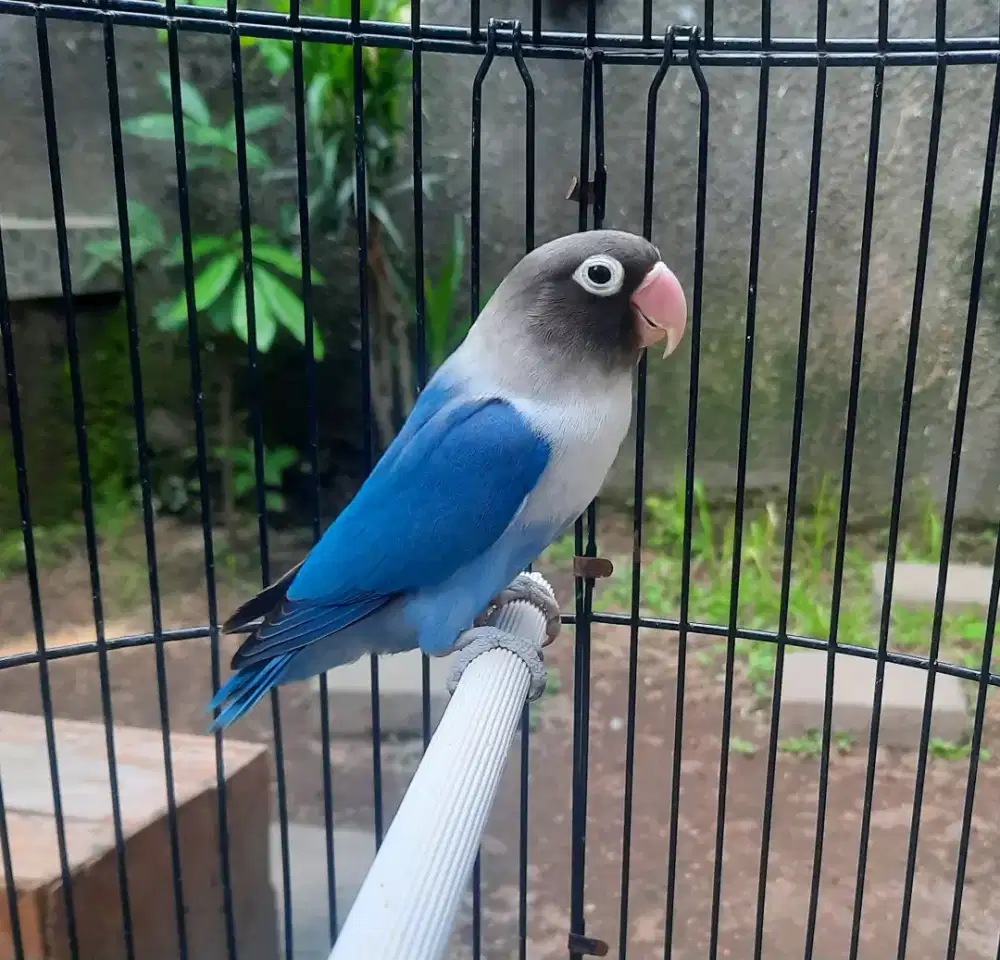 Lovebird Betina Dewasa biru Bagus