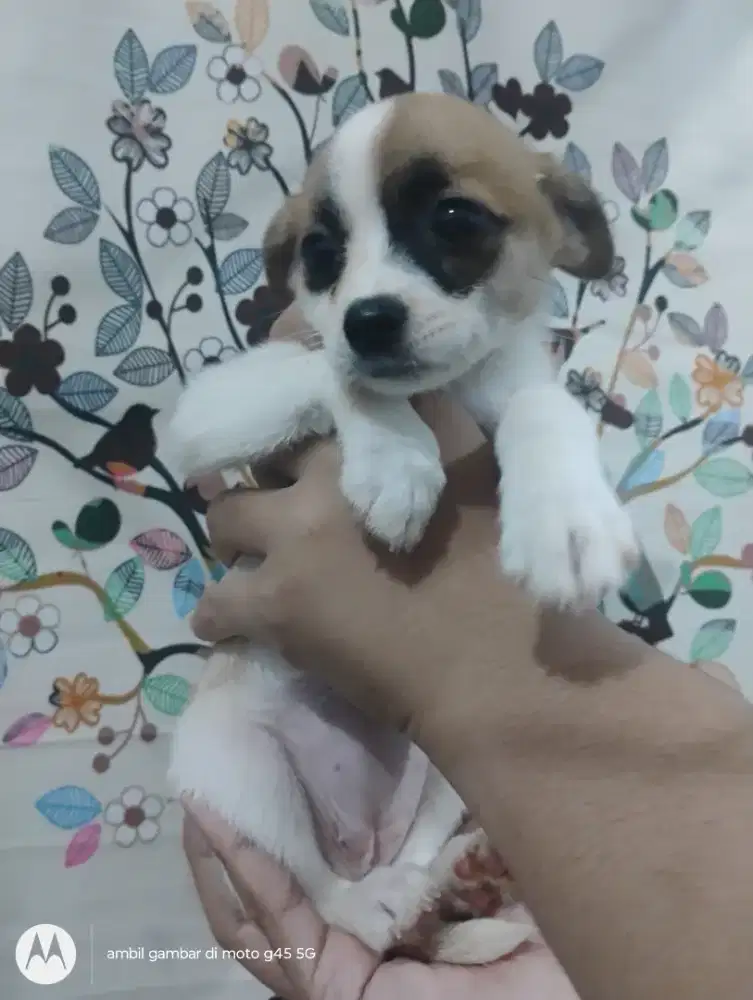 Anjing Minipom mix Maltipom betina 1,5 bulan