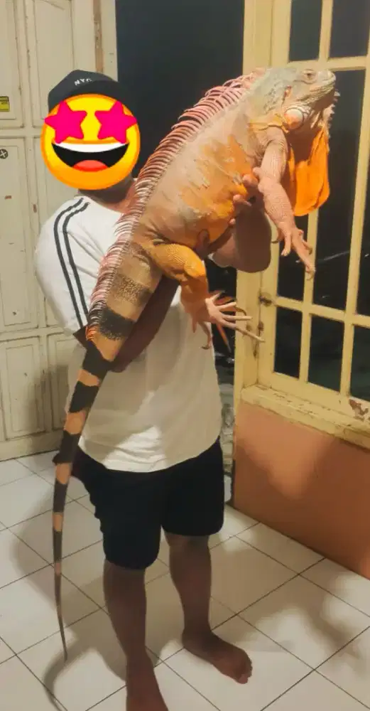 Iguana sr jantan super jumbo