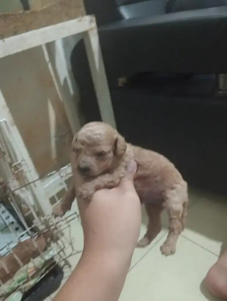 Mix poodle jantan yang banyak