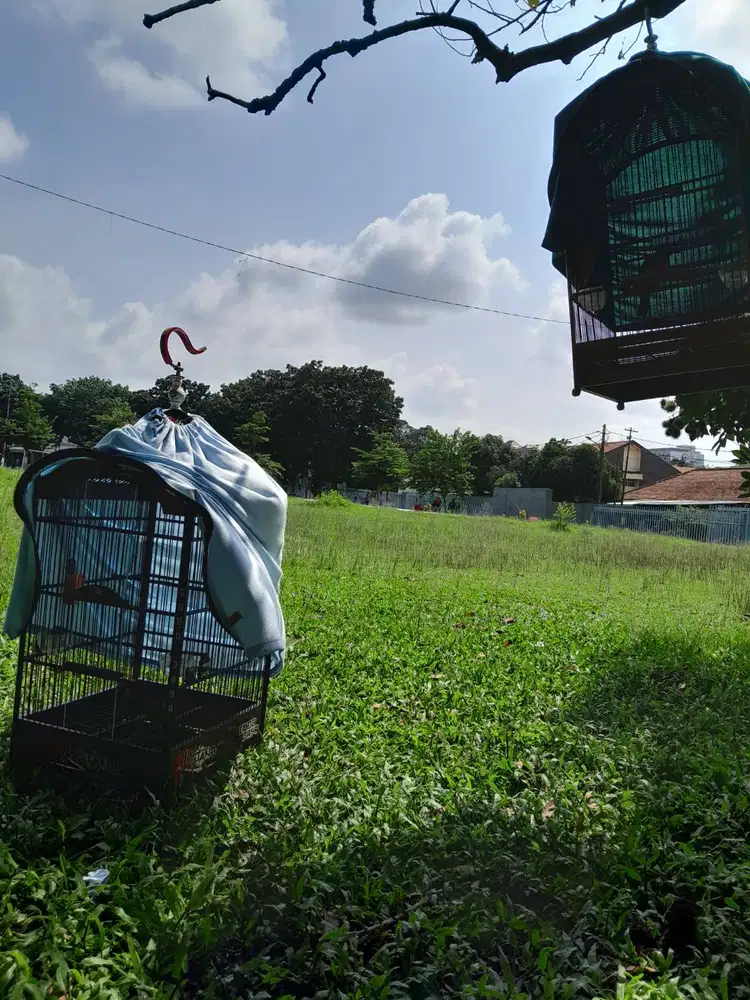 Burung kapas tembak.
