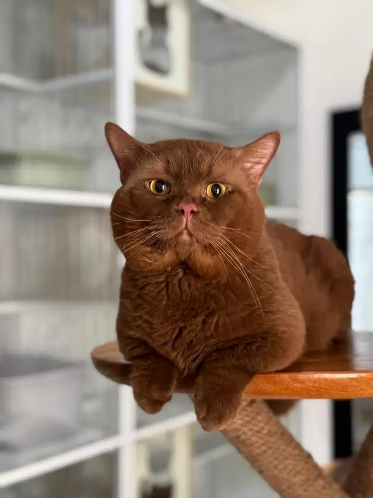 PACAK BSH MUNCHKIN CINNAMON