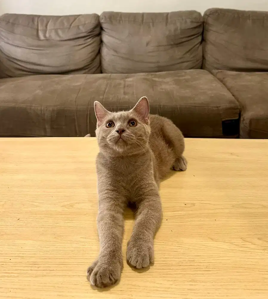 Kitten British Shorthair BSH Lylac Jantan