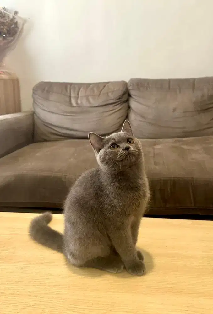 Kitten British Shorthair BSH Blue Solid Betina