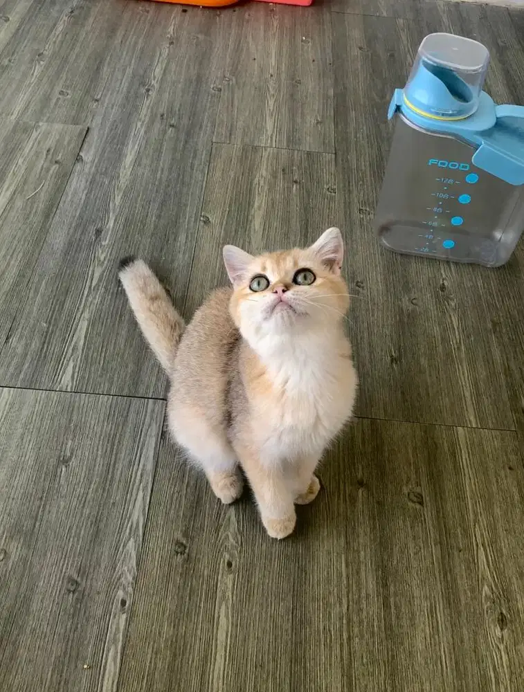 BRITISH SHORT HAIR GOLDEN / BSH GOLDEN