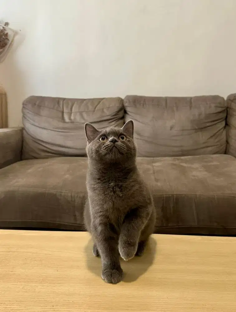 Kittten British Shorthair BSH Blue Solid Jantan