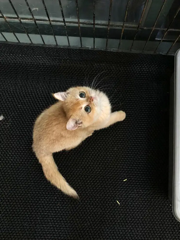 BRITISH SHORT HAIR GOLDEN / BSH GOLDEN