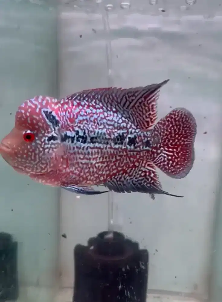 Ikan Hias Louhan Cencu