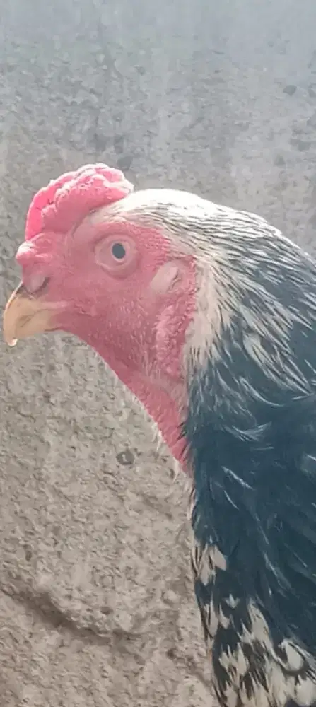 Ayam Shamo Eropa 3 C