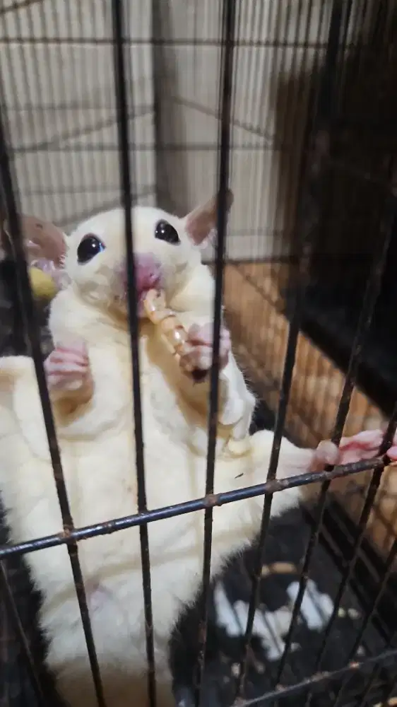 Sugar Glider Jinak Leucistic Betina + Kandang Besar