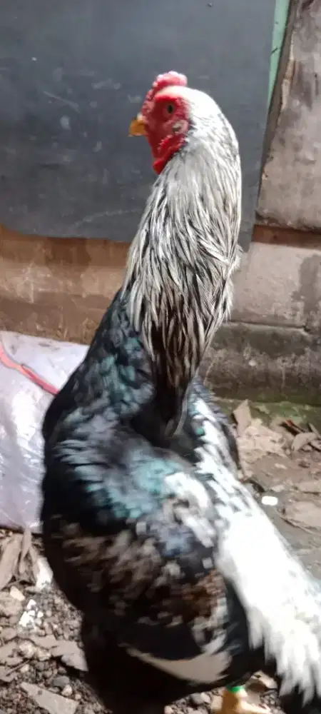 Ayam Shamo Eropa Trah Ballack