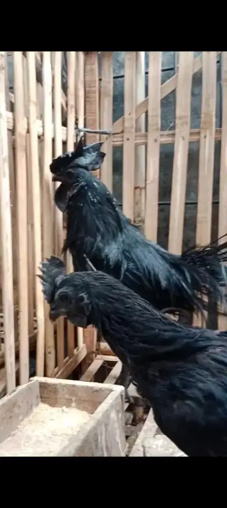 Sepasang Ayam Cemani LH Dewasa