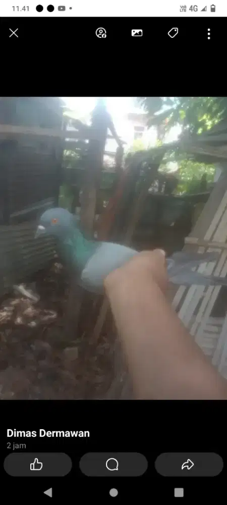 Burung merpati kolong