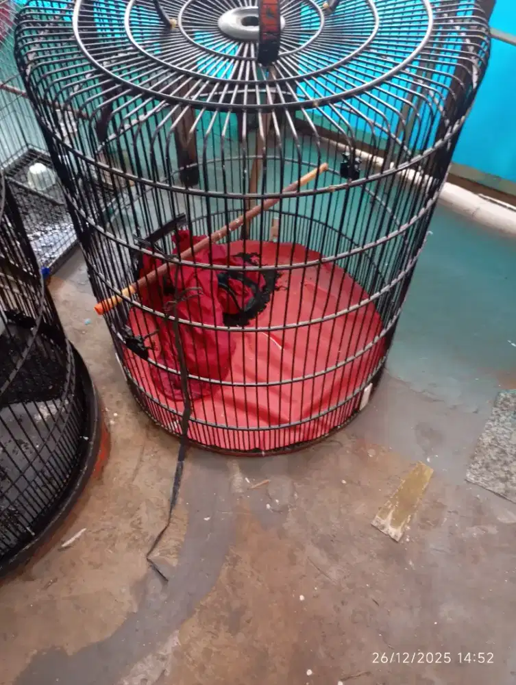2 kandang murai no 1  + kandang besi