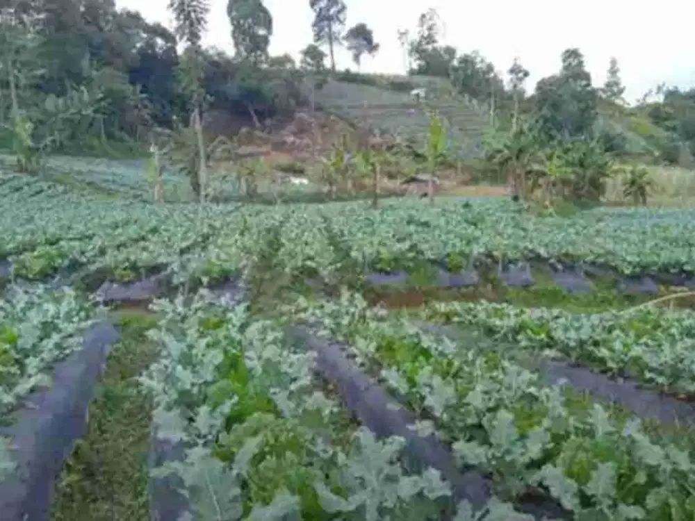 Dijual tanah perkebunan produktif di lembang desa wangunharja dekat wisata air terjun maribaya