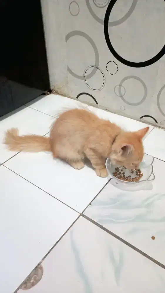 Lepas adop kucing kitten jantan usia 3.5bln