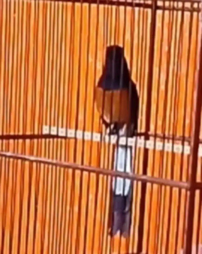 murai batu medan gacor