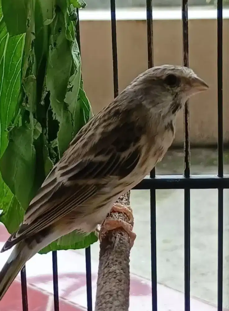 Blackthroat jantan gacor usia 9bln