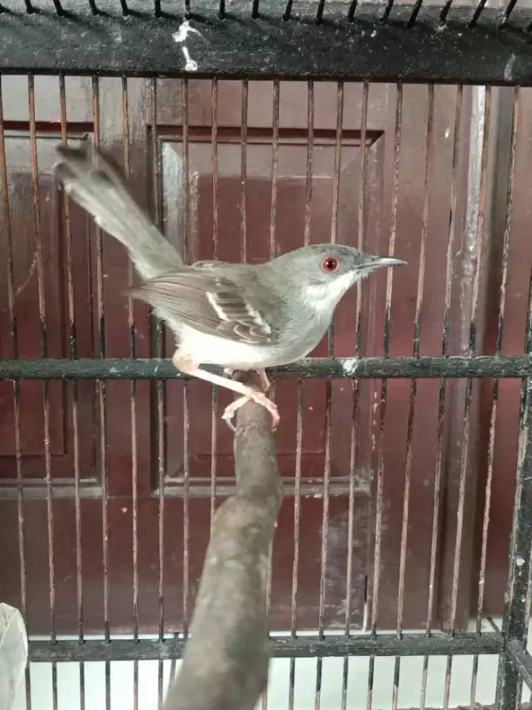 Ciblek kapas full putih body besar gacor bren