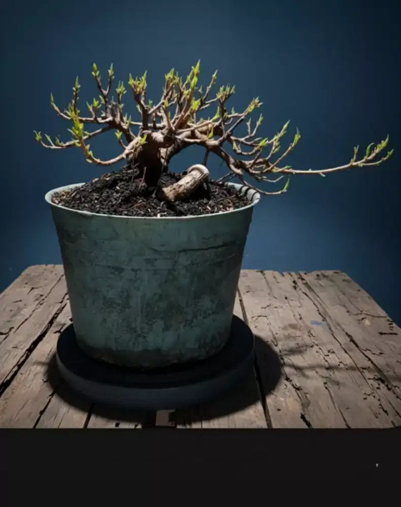 Bonsai beringin dolar bagus