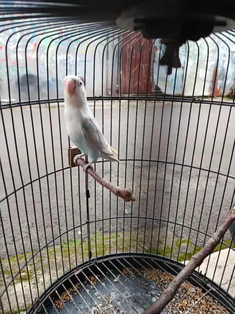 Burung lovebird+kandang kapsul