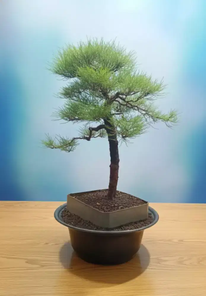 Bonsai Cemara Udang bunjin