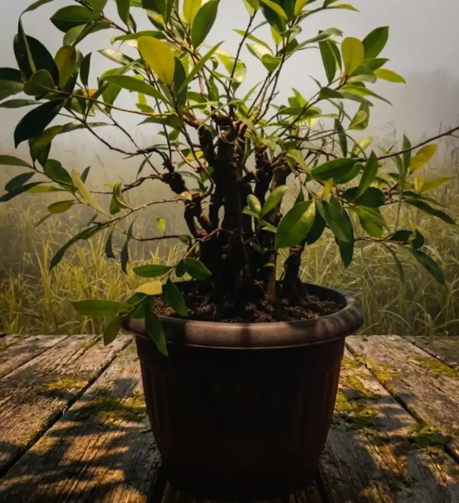 Bahan bonsai iprik preh