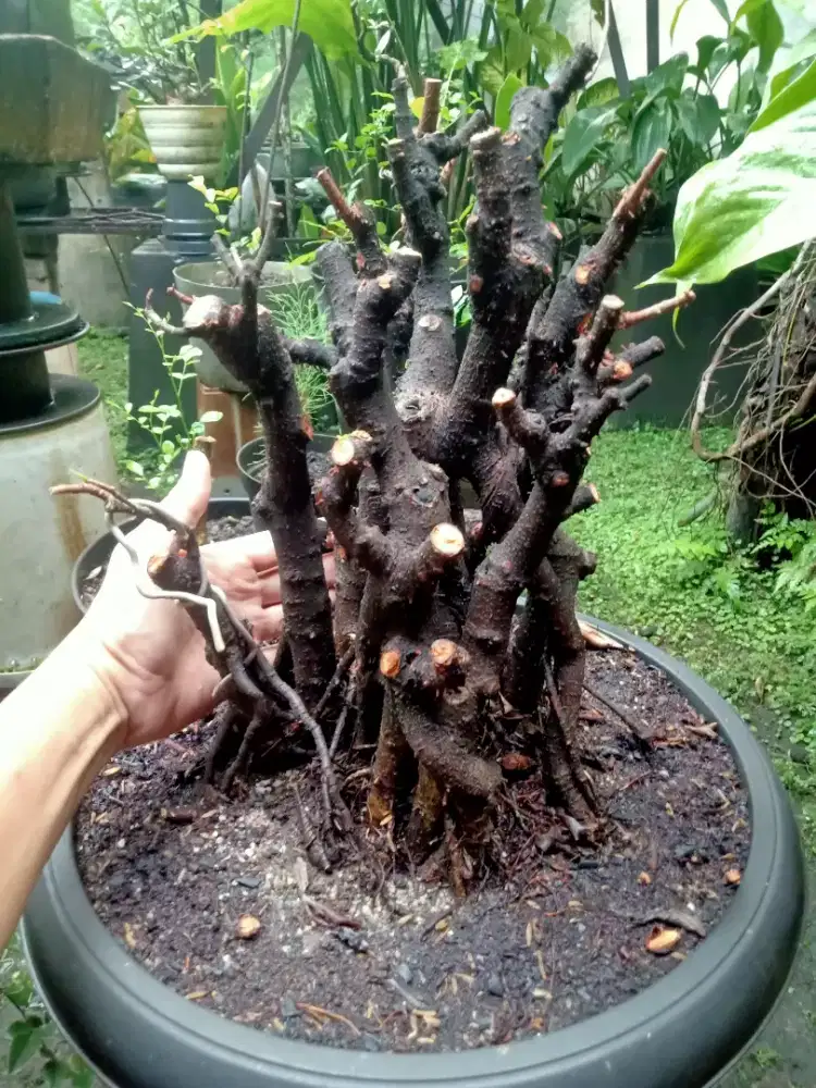 Bahan bonsai iprik preh