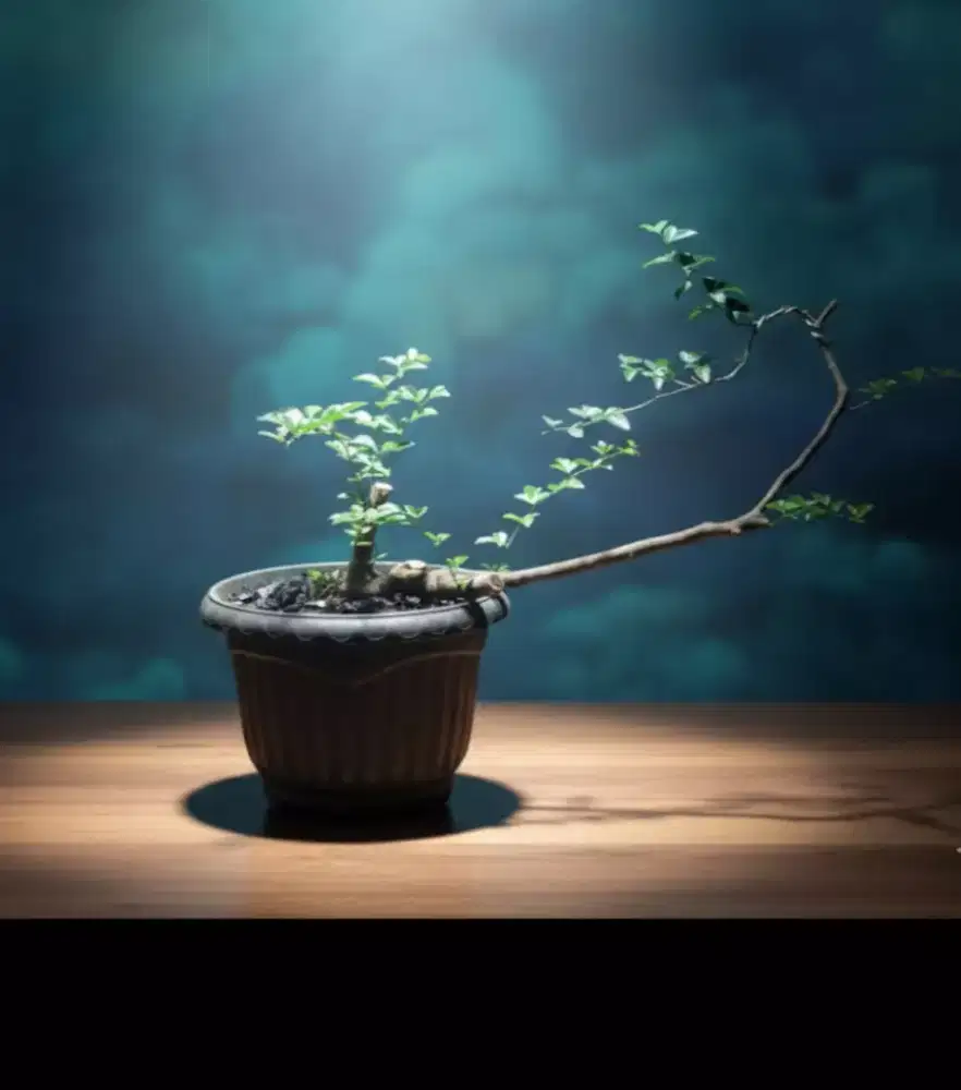 Bahan bonsai jeruk kingkit unik