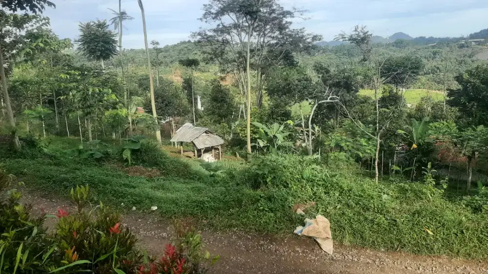 Tanah Kebun lokasi Pinggir Jalan Desa