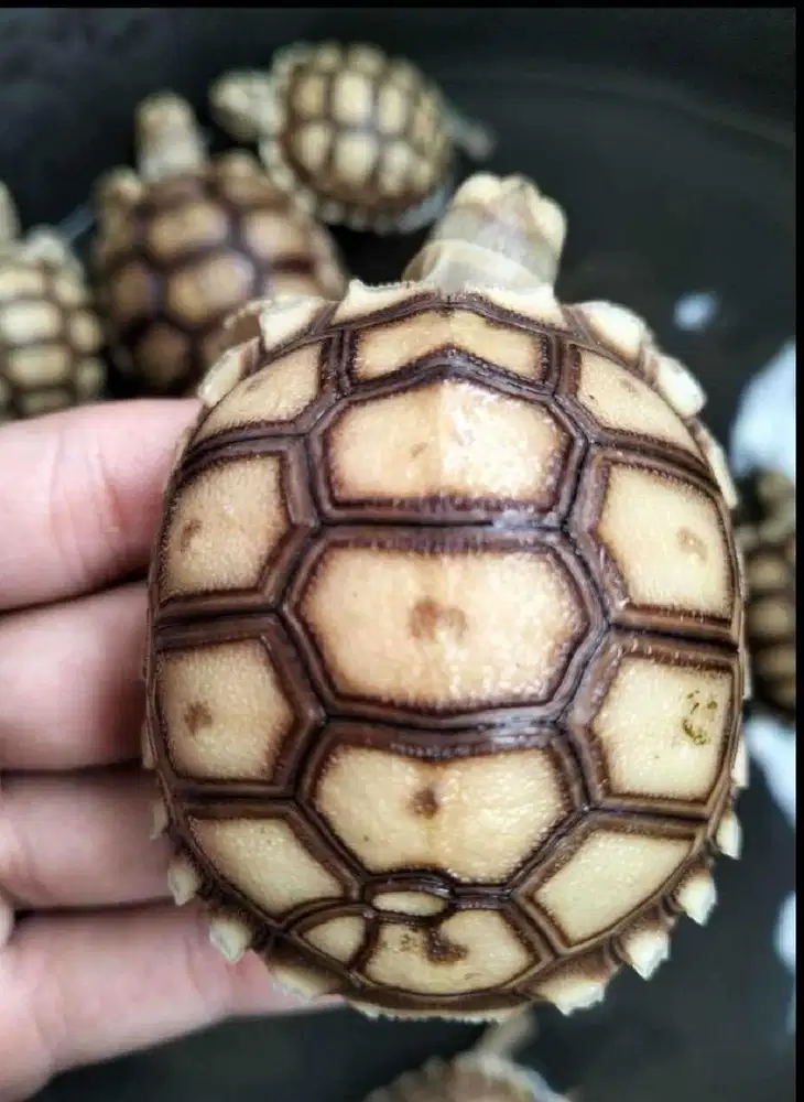 sulcata over scute unik murah