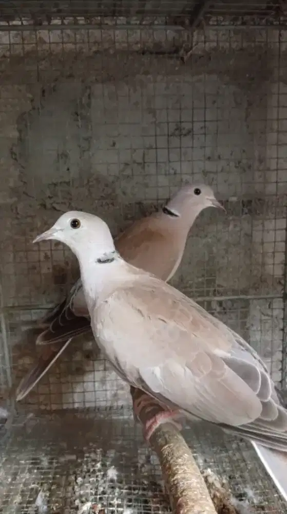 Burung Puter Kres Pelung Sehat Mulus Gemuk Besar Gagah