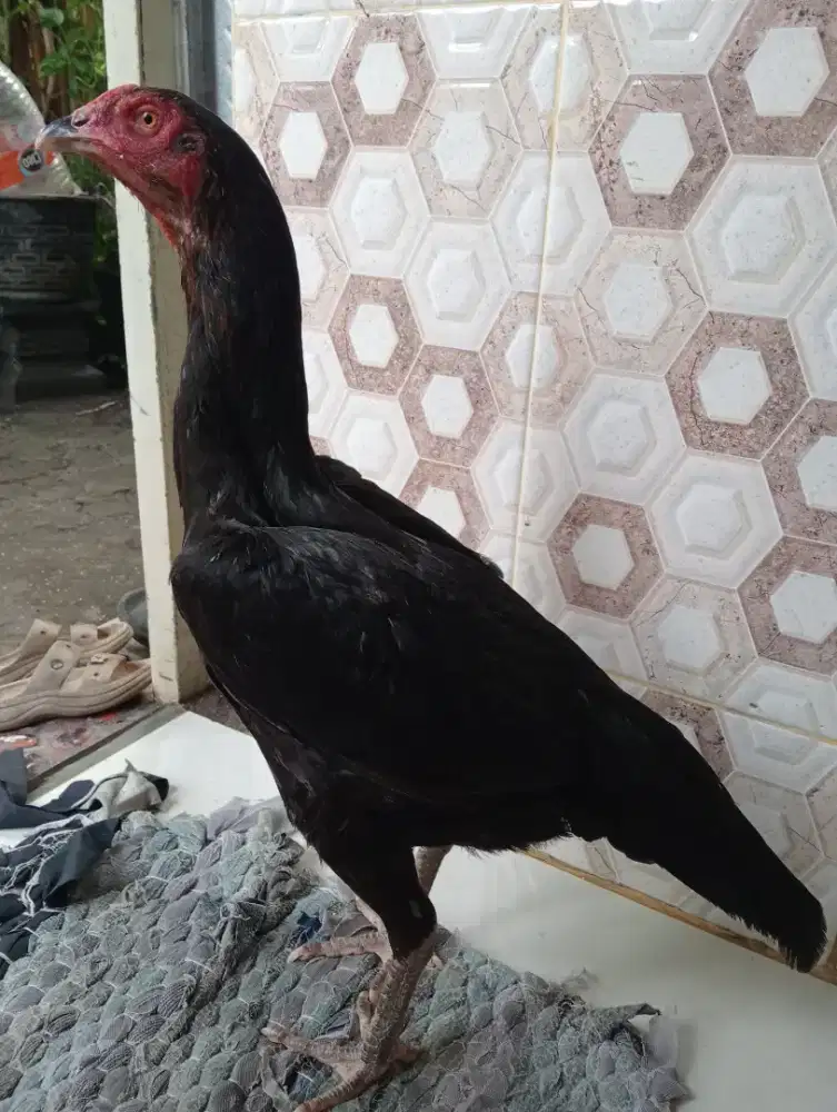Ayam betina Bangkok klasik pukul rahang2