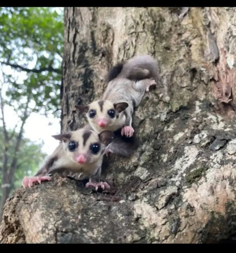 Sugar glider classic grey