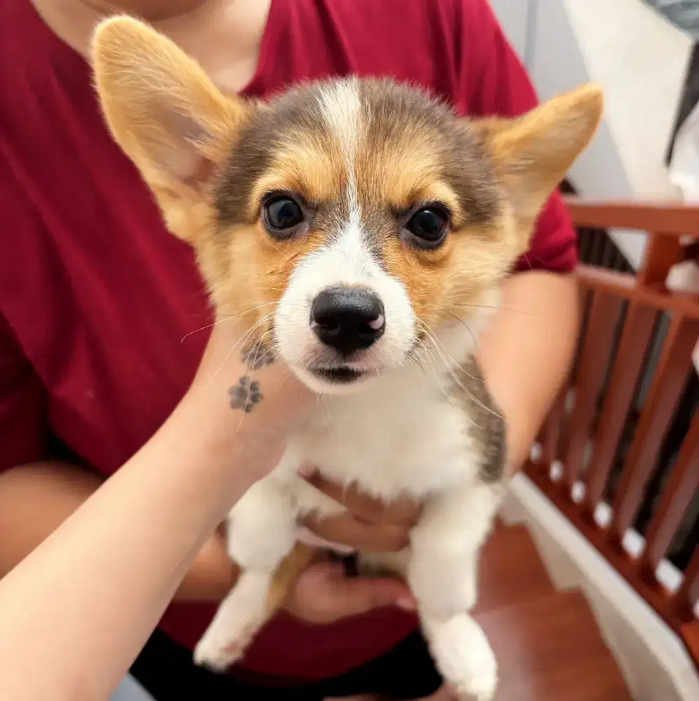 Corgi betina lucu