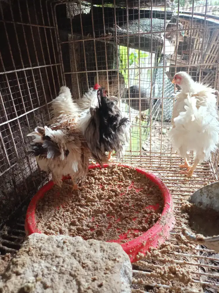 Jual ayam Kate walik 3 ekor