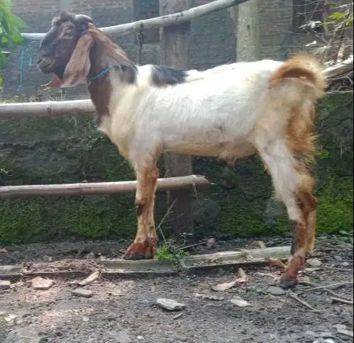kambing jantan 30kilo siap potong hajatan akikah nazar pesta taon baru