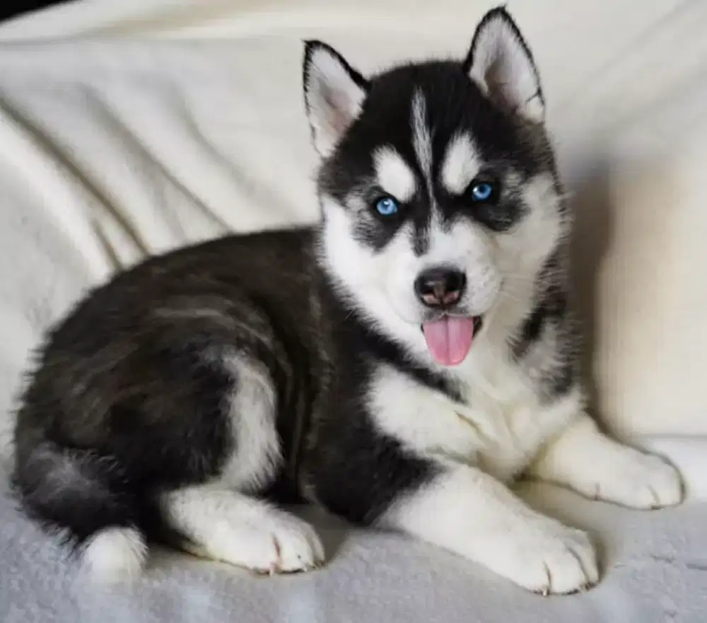 DIJUAL ANJING SIBERIAN HUSKY