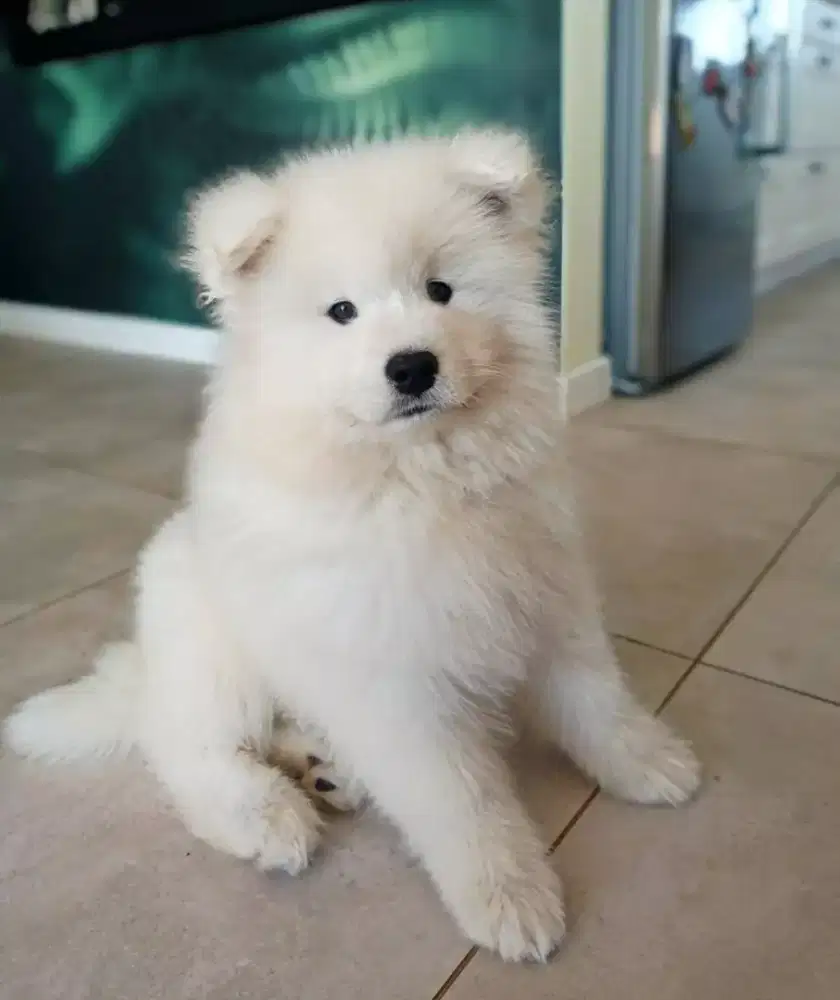 DIJUAL ANJING SAMOYED
