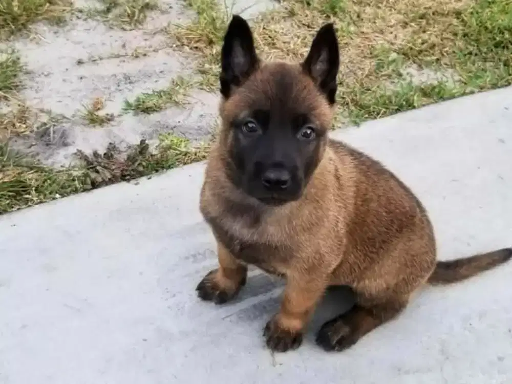 DIJUAL ANJING BELGIAN MALINOIS
