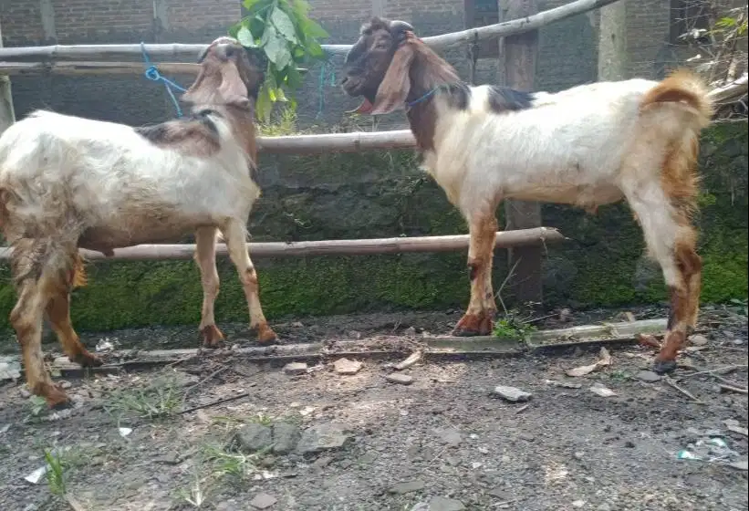 kambing jantan 30kiloan siap potong nazar akikahan tahun baruan manteb