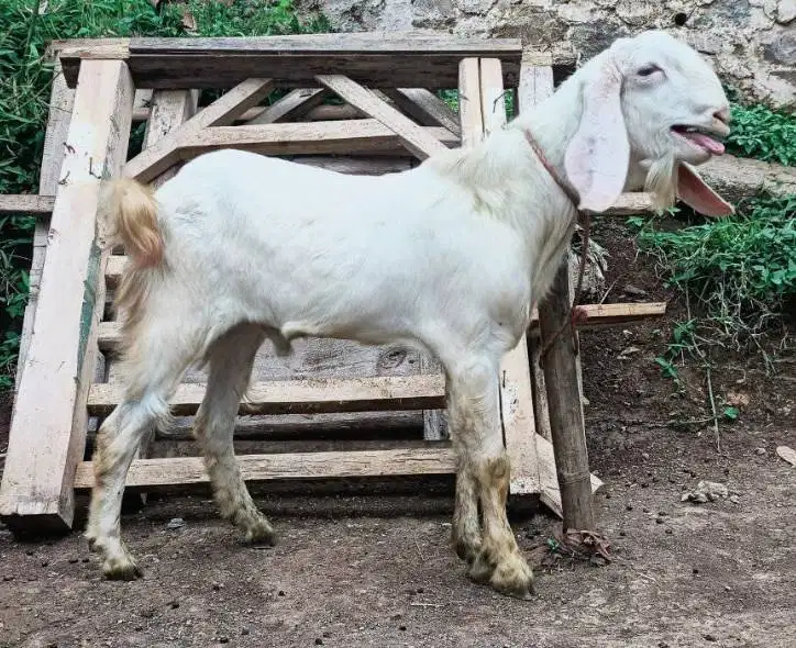 kambing jantan 30kilo 1 tahunan siap potong nazar pesta tahun baruan