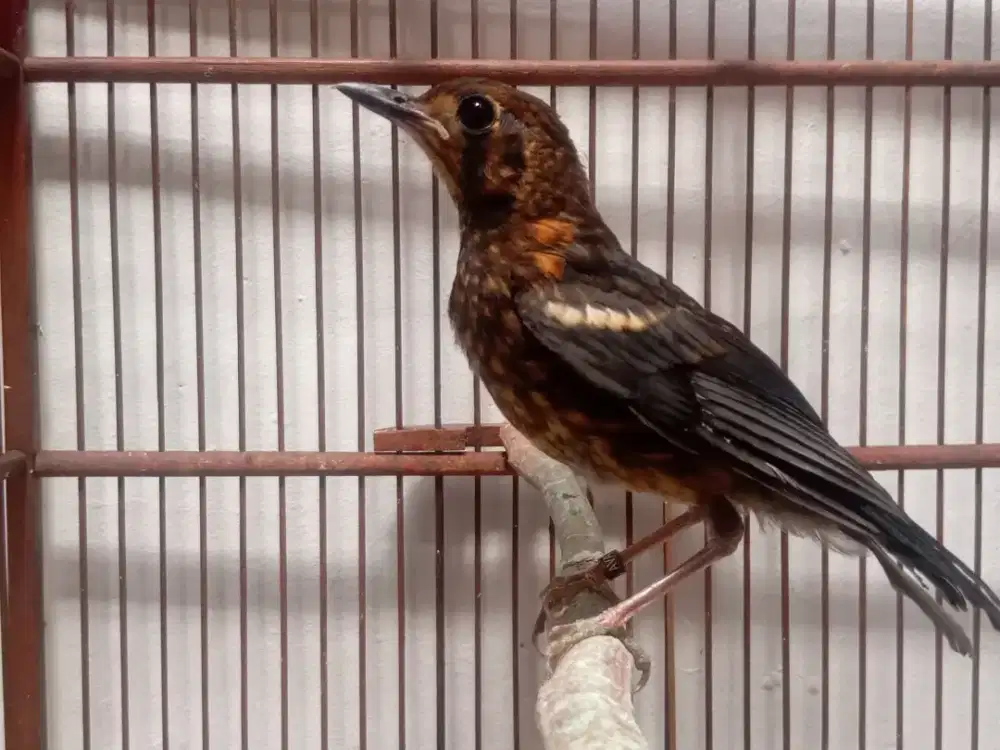 Anis merah ring jamin jantan