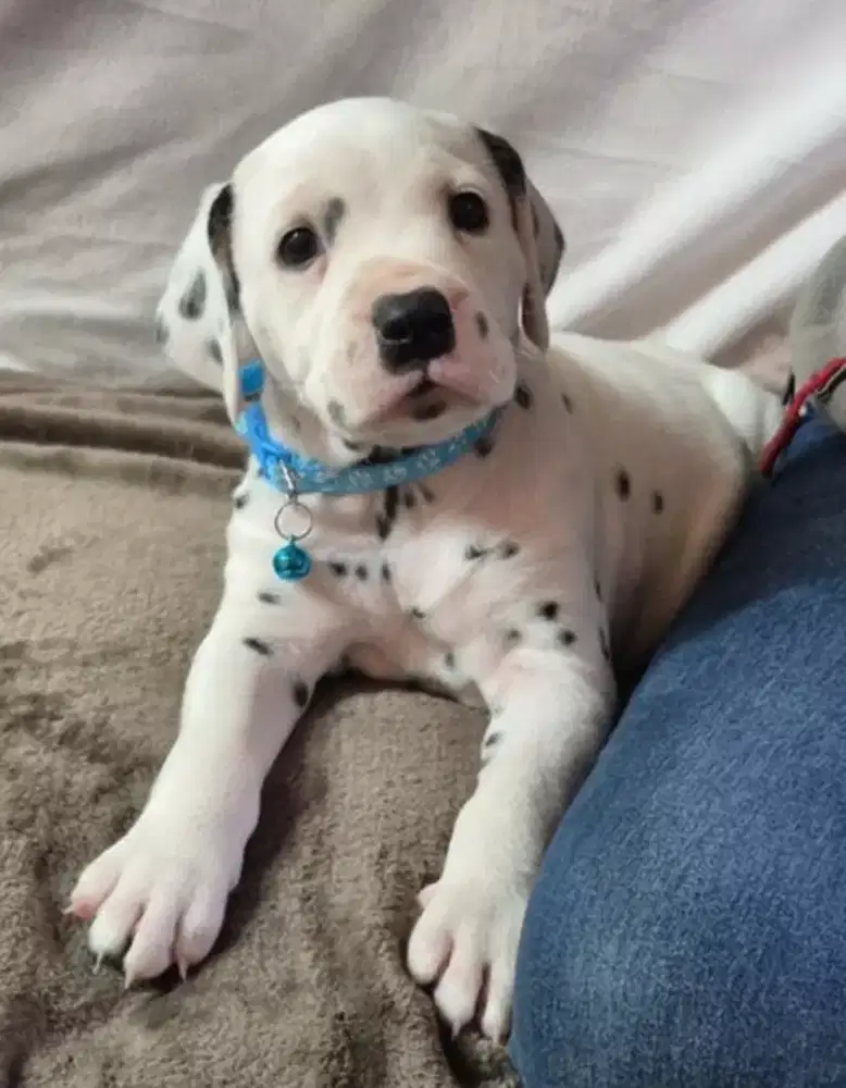 DIJUAL ANJING DALMATIAN