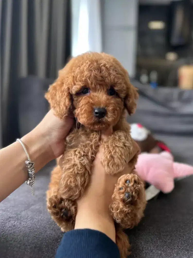DIJUAL ANJING POODLE